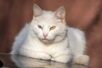 Fototapeta na wymiar white cat with eyes of different colors