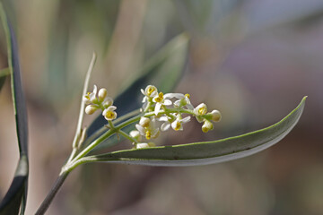 close up of flowering branch of the olive