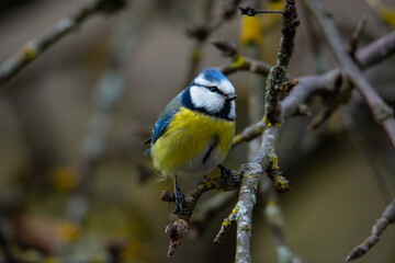 Obraz premium Blue tit (Parus caeruleus) sits on the branch , blur greenish background
