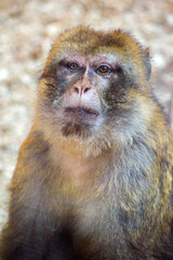 portrait of a yellow-brown monkey