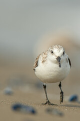 Sanderling (Calidris alba) in the beach eating, in the Ebro Delta
