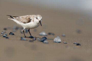 Sanderling (Calidris alba) in the beach eating, in the Ebro Delta