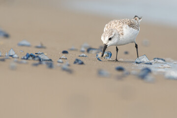 Sanderling (Calidris alba) in the beach eating, in the Ebro Delta