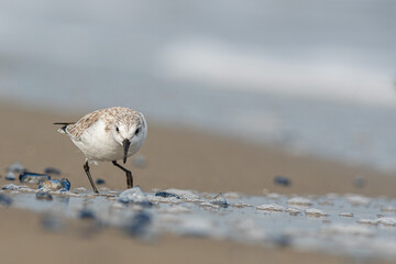Sanderling (Calidris alba) in the beach eating, in the Ebro Delta
