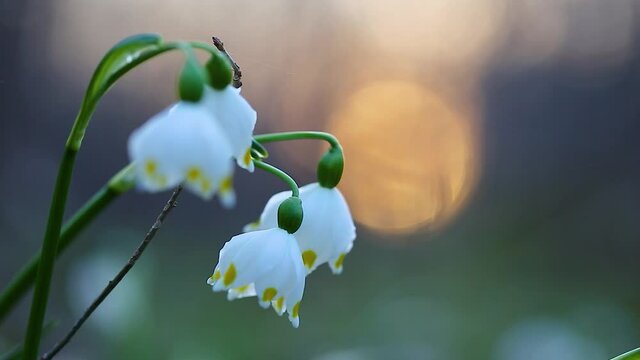 Leucojum vernum, called spring snowflake is a perennial bulbous flowering plant species in the family Amaryllidaceae. 