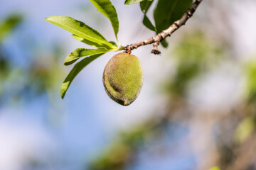 Unripe almond ( Prunus dulcis ) on a tree branch on a spring morning in the garden. Israel. 