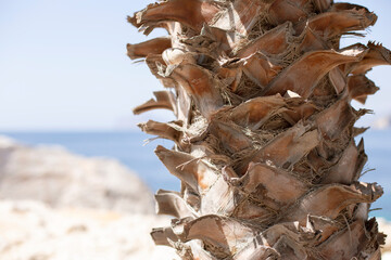 Close-up detail of a palm trunk, texture of a nerve, natural background