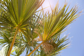 Fototapeta na wymiar Branches of tropical palms in sunbeams. Botanical, natural background, toned photo
