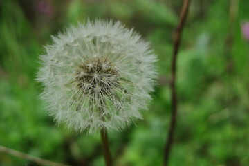 Fototapeta premium Un abuelito