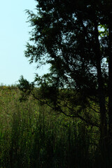 vertical moody backlit natural grasses with a tree in the foreground