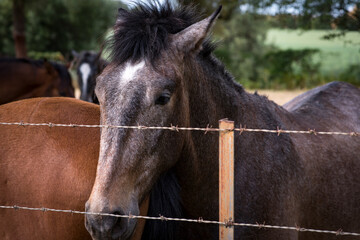 Obraz premium Retrato de una cabeza de caballo 