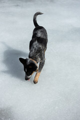 dog walking on the ice