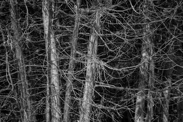 Cedar Trunks and Branchest