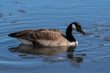 Canada goose in the water