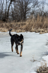 Fototapeta na wymiar happy dog walking on a frozen lake