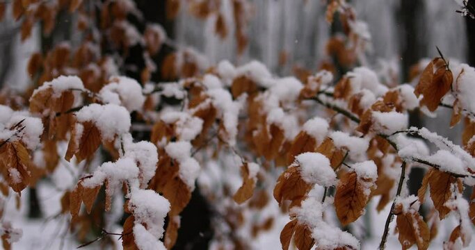 tender branch with autumn leaves covered under a heavy snow , winter season
