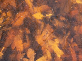 Leaves frozen in pool
