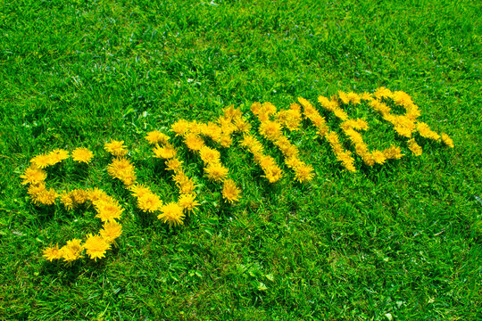The word "summer" written by yellow dandelion flowers on the background of green grass.