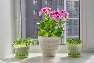 Young plants of tomato, bell pepper and blooming houseplant Pelargonium regal on the window sill