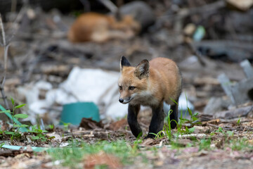 Red fox kits running and playing in a maintenance area close to the family den