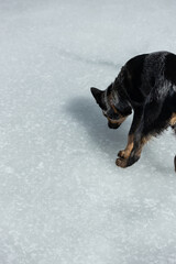 dog walking on a pond drinking fozen water