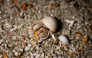 hermit crab feeding under the palm trees on thr send