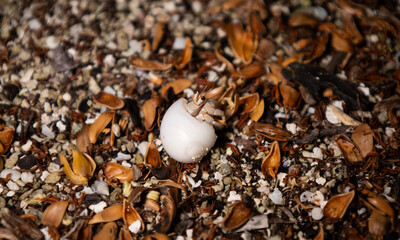 hermit crab feeding under the palm trees on thr send