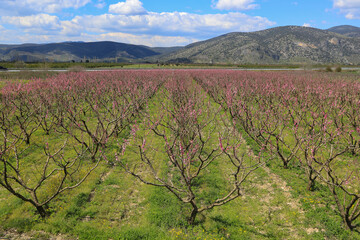 Fototapeta na wymiar Peach trees bloom in the spring, they are beautiful with their pink color.