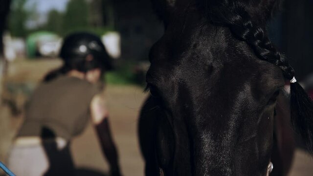 Professional jockey care about a stallion in a stall. Woman in bokeh in uniform grooming a dark horse at the farm. Muzzle at foreground. Concept of equestrian sport, domestic animals, active lifestyle
