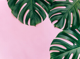 Tropical leaves of Monstera plant on pink surface, top view, minimal tropical background