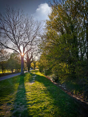 sunset behind the tree