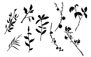 Vector silhouettes of the branch of trees, with leaves, flowers, black color, isolated on white background