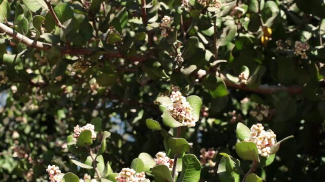Terminal indeterminate panicle inflorescences bloom on Bittersweet Sumac, Rhus Integrifolia, Anacardiaceae, native gynodioecious shrub in Ballona Freshwater Marsh, South California Coast, Winter.