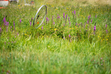 koło starego roweru w wysokiej trawie na dzikiej łące © Andrzej Michaluk