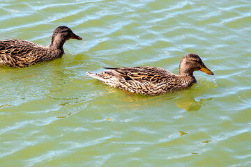 Two wild ducks, female mallards,  swimming on  water. Scientific name - Anas platyrhynchos. Topic - animal protection, hunting and advertising of goods for hunting.