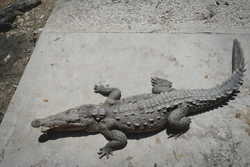 crocodile on the stone relaxing
