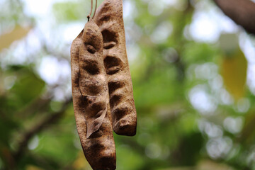 A beautiful close-up view of Acacia pods.