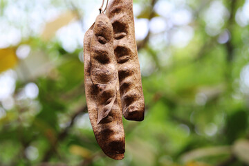 A beautiful close-up view of Acacia pods.