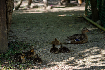 a group of little brown ducklings
