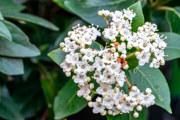Spring flowers in the garden.