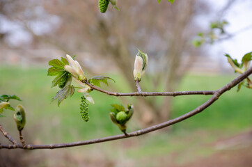 Chestnut branch of tree blooming in the spring time