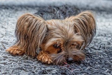 Naklejka na ściany i meble Cute Yorkshire terrier lying down on the floor and looking at camera.