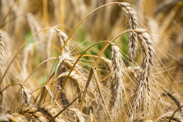 Złote kłosy zboża na polu © Andrzej Michaluk