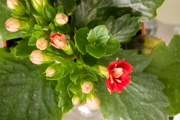 red and white flowers