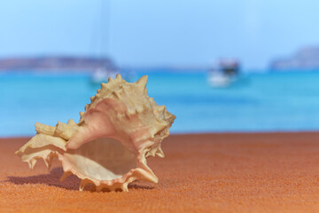 Fototapeta na wymiar A shell on towel with blurred sea on the background.