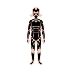 Human muscular system