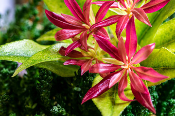 Spring flowers in the garden.