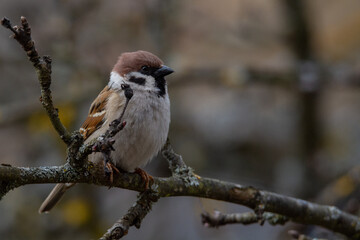 Tree Sparrow (Passer montanus) sits on the branch