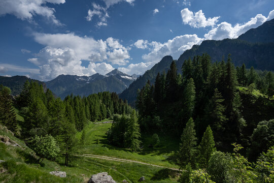 Wonderful view of Alpe Cheggio. Snow-capped mountains in the background, trees, blue sky, clouds. A pathway cuts through the forest.