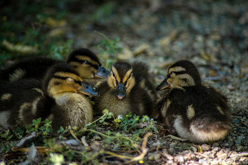 a group of little brown ducklings